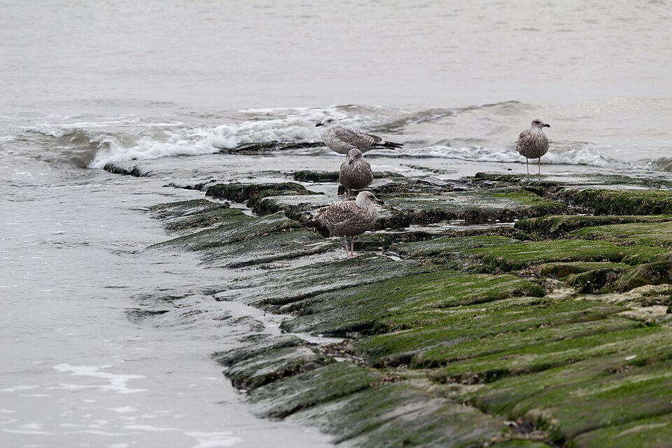 North Sea