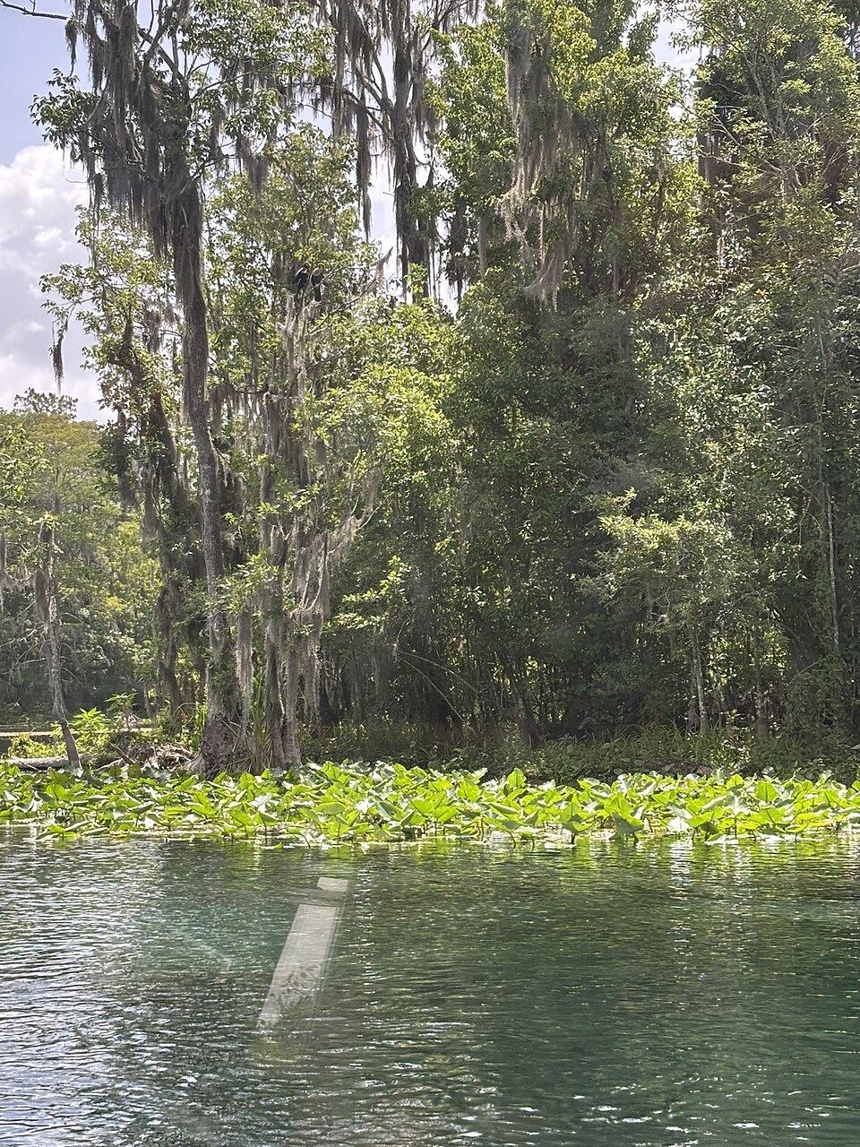 Silver River near Ocala, Florida