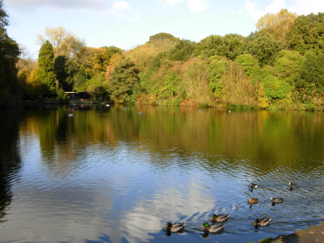 Hampstead Heath Mixed Pond