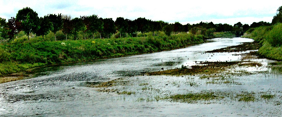 Maigue
