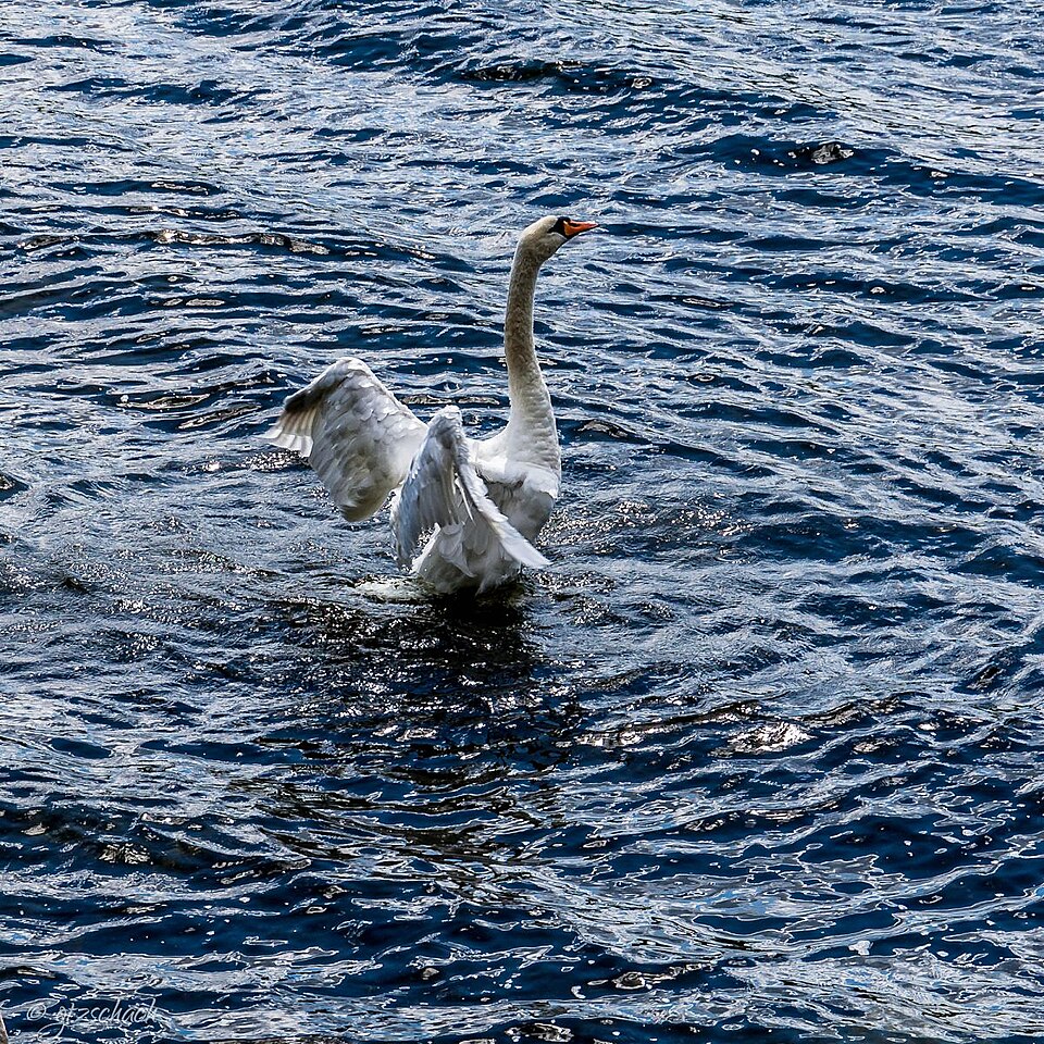 Wolletzsee