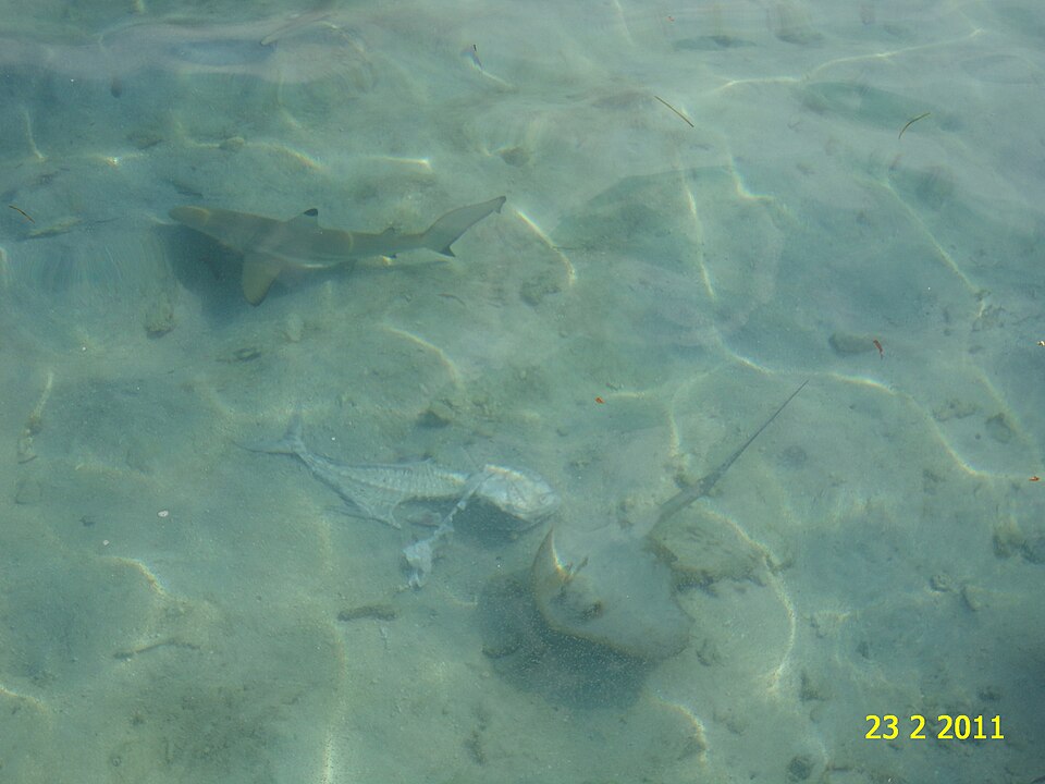 Indian Ocean