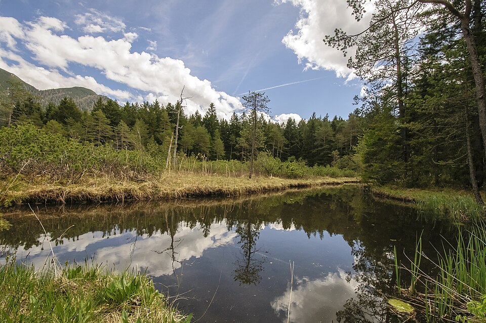 Wildsee