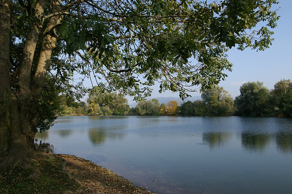 Riedsee, Lauterach