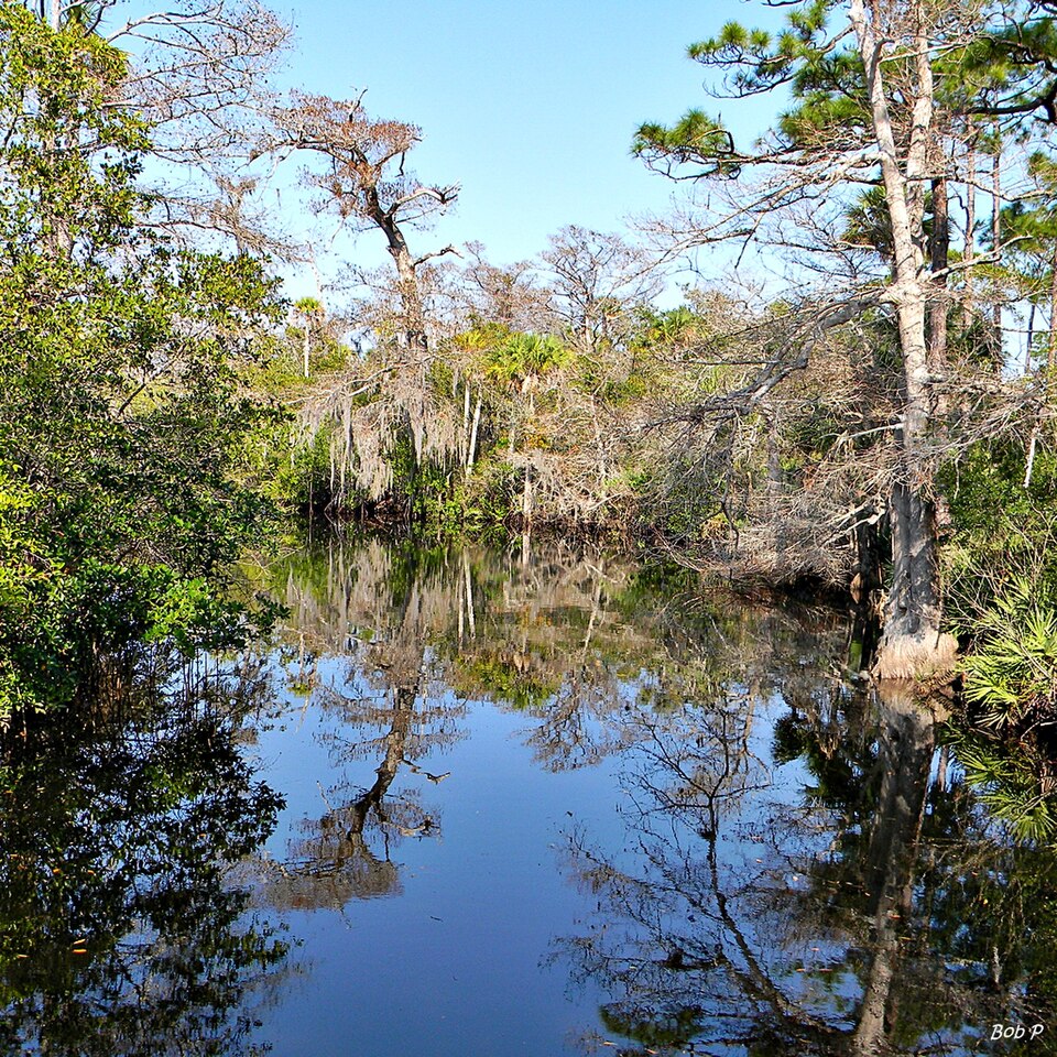 Loxahatchee River at Mile 9.1 near Jupiter, Florida