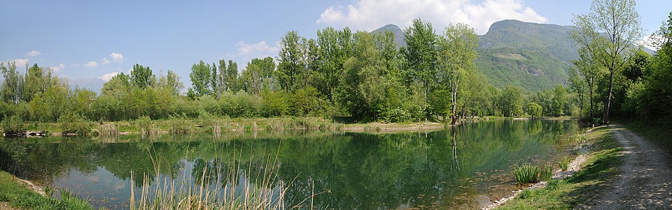 Falschauer