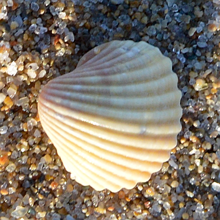 Mediterranean
