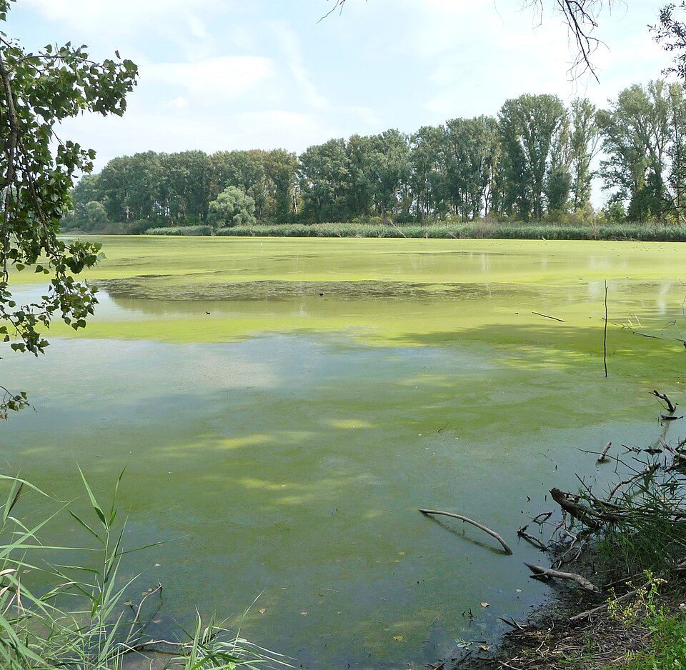 Silbersee, Bobenh.-Roxh.
