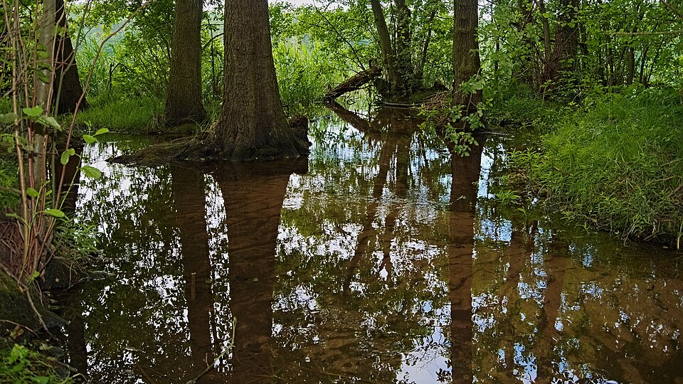 Springsee