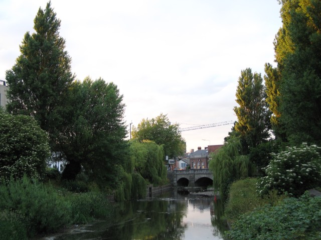 Dodder