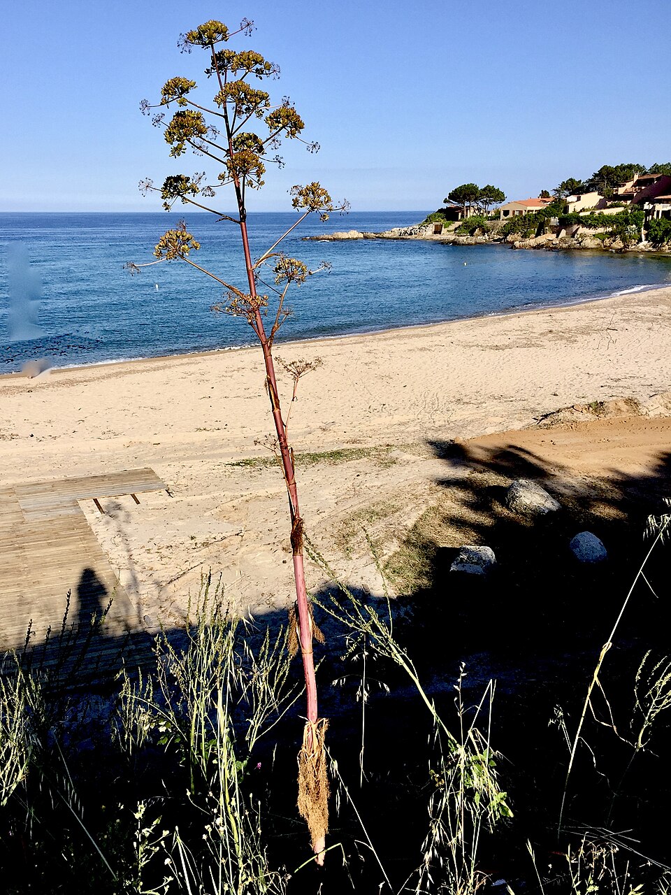 Méditerranée