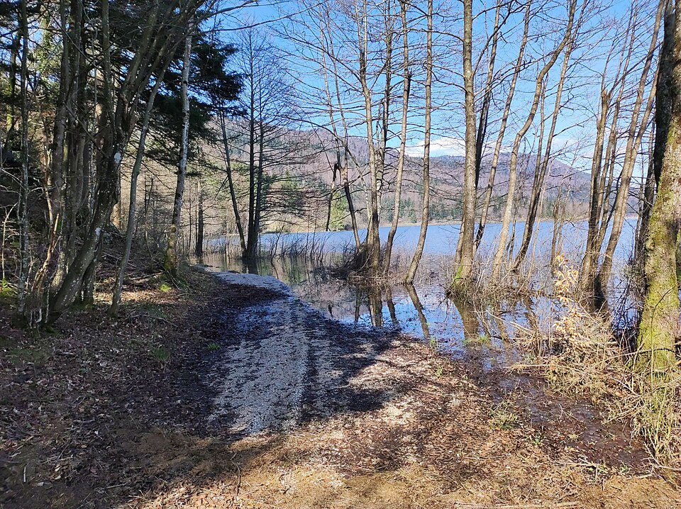 Cerkniščica