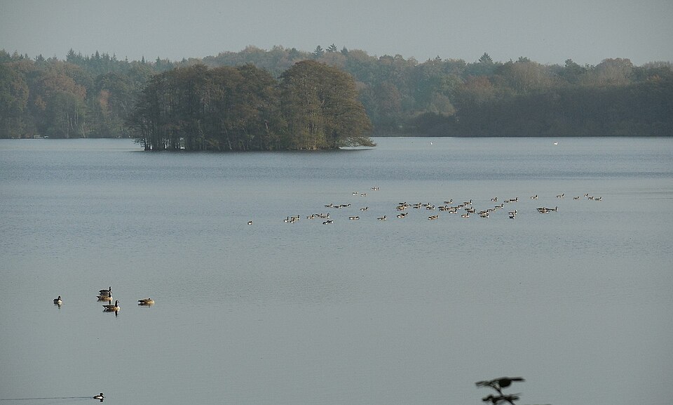 Stocksee